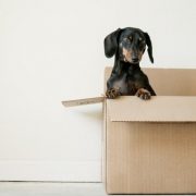 Having pets will not help you stay organized when moving house.